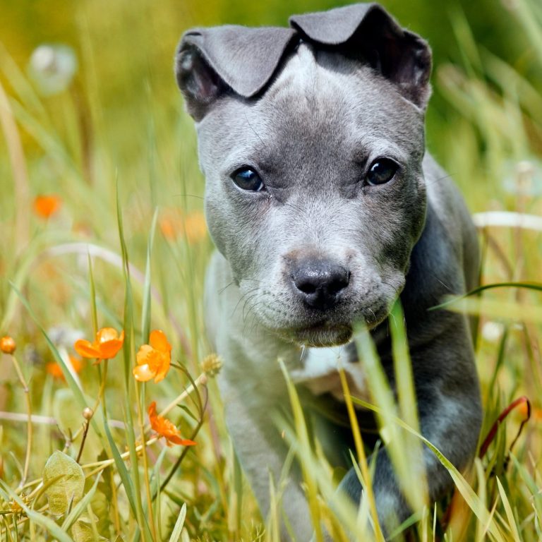 Junger grauer Hund im grünen Gras